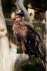 Steppe eagle, symbol of freedom, bird of prey