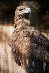 Steppe eagle, symbol of freedom, bird of prey