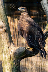 Steppe eagle, symbol of freedom, bird of prey