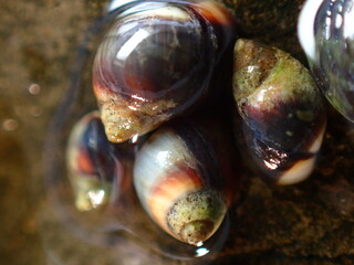 Small periwinkle (Melarhaphe neritoides) during low tide in the littoral zone, Ligurian Sea, Italy, Imperia