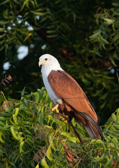 Brahminy Kite (bird of prey) perched on a tree