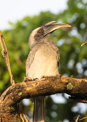 Indian grey hornbill bird perched on a tree branch