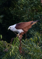 Brahminy Kite (bird of prey) perched on a tree