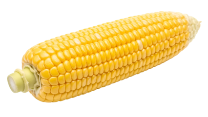 Fresh Corn on the Cob Isolated on Black maize ear of corn