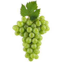 Obraz premium Harvesting fresh green grapes vineyard photography outdoor close-up nature's bounty