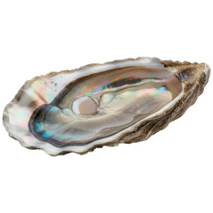 Harvesting pearls from oysters coastal shores photography natural habitat close-up marine life exploration