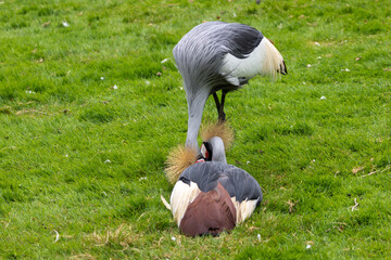 Obraz premium Grue Royale