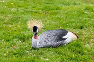 Obraz premium Grue Royale