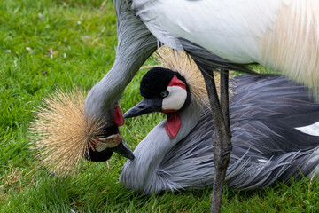 Obraz premium Grue Royale