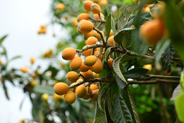 Eriobotrya japonica with long oval leaves, brown hairy young shoots, and yellow edible fruits; leaves traditionally used for lung and stomach support. Photographed in Korea.