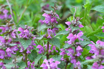 It blooms in nature deaf nettle purple (Lamium purpureum)