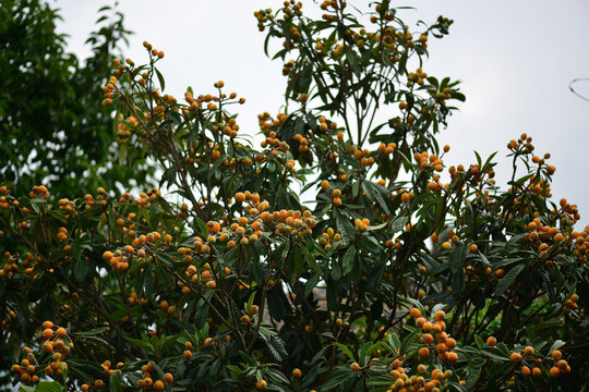 Eriobotrya japonica with long oval leaves, brown hairy young shoots, and yellow edible fruits; leaves traditionally used for lung and stomach support. Photographed in Korea.