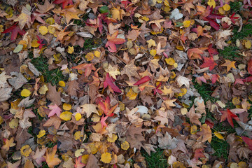 A close-up view of colorful autumn leaves in shades of red, yellow, and brown scattered on the green grass, creating a beautiful fall ground cover
