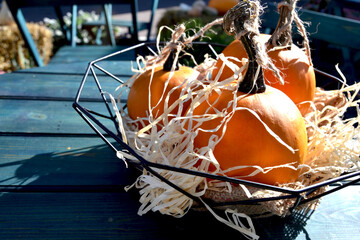 Autumn Gourd and Pumpkin Variety.
Vibrant, textured close-up of diverse yellow and green ornamental gourds.