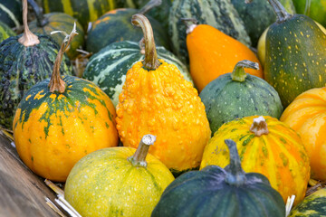 Autumn Gourd and Pumpkin Variety.
Vibrant, textured close-up of diverse yellow and green ornamental gourds.