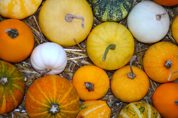 Autumn Gourd and Pumpkin Variety.
Vibrant, textured close-up of diverse yellow and green ornamental gourds.