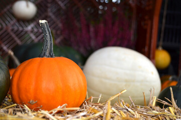Autumn Gourd and Pumpkin Variety.
Vibrant, textured close-up of diverse yellow and green ornamental gourds.
