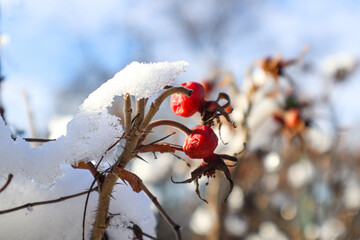 First Snow: Red Rose Hips Under a Blanket of Snow on a Winter Day