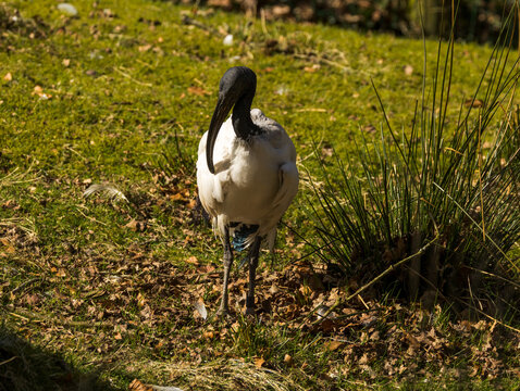 Ibis sacr&eacute;