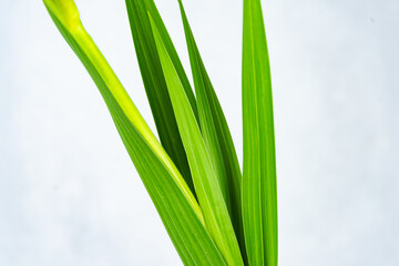 Fototapeta premium green grass fresh on white