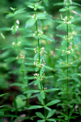 Cruciata glabra grows in the forest in spring