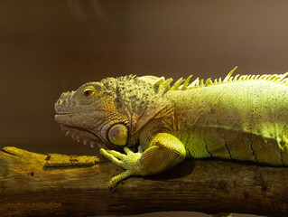 Iguane vert