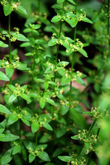 Cruciata glabra grows in the forest in spring