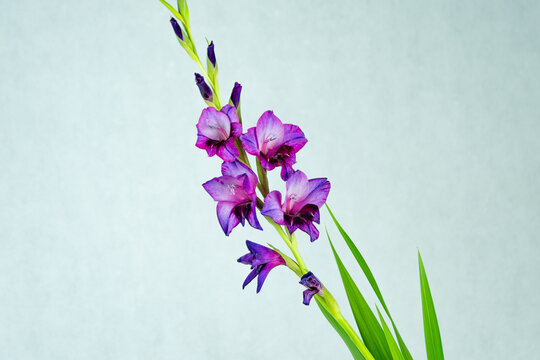 Fioletowy mieczyk na białym tle