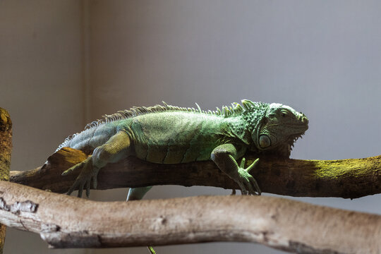 Iguane vert