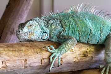 Iguane vert