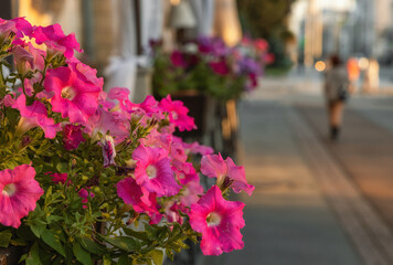Pink petunia flowers in summer city street