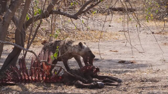 Spotted hyena, Crocuta crocuta, at buffalo carcass 011