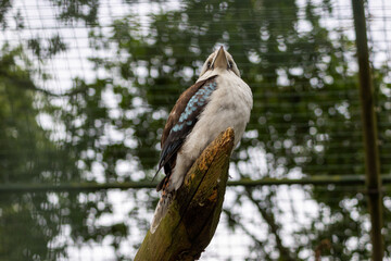 Kookaburra