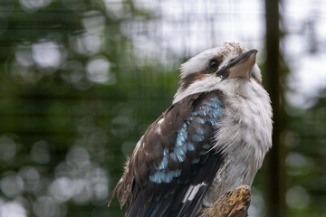 Kookaburra
