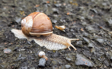 Garden snail with its children crawling on the asphalt after the rain