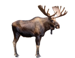 Large bull moose with impressive antlers standing isolated on transparent background