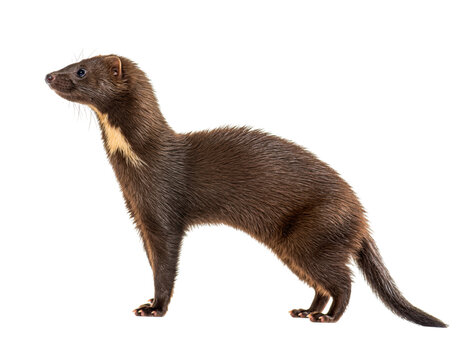 American pine marten standing in profile, isolated on transparent background
