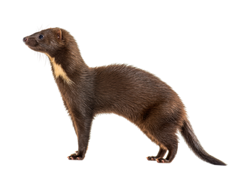 American pine marten standing in profile, isolated on transparent background