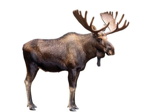 Large bull moose with impressive antlers standing isolated on transparent background