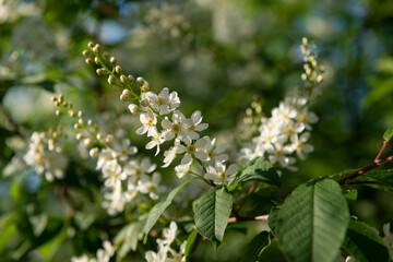 Bird cherry tree blooming with white flowers in spring