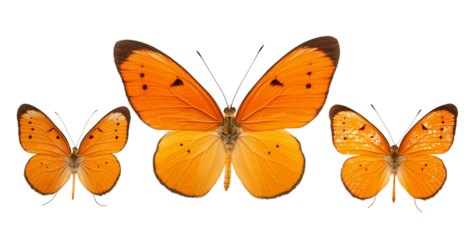 Three bright orange butterflies with black markings displayed in a row isolated on a transparent background