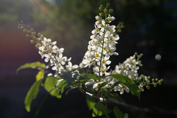 Bird cherry tree blooming with white flowers in spring
