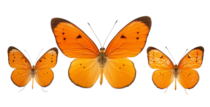 Three bright orange butterflies with black markings displayed in a row isolated on a transparent background - Powered by Adobe