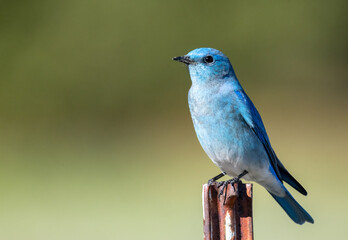 Mountain bluebird looking stunning up close