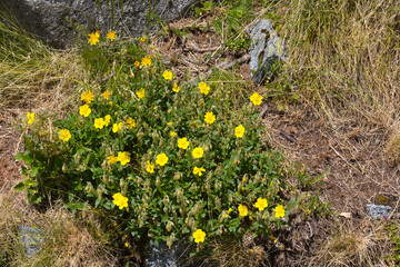 Common rock-rose, Helianthemum nummularium, is native to most of Europe.