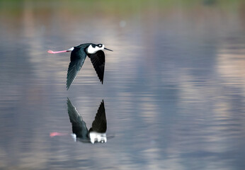 A black necked stilt in rapid flight in Fall in Riverside CA with very nice reflection from the pond
