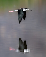 A black necked stilts in rapid flight in Fall in Riverside CA with very nice reflection from the pond