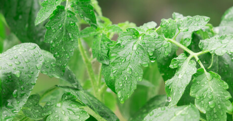 A bush of a green vegetable plant