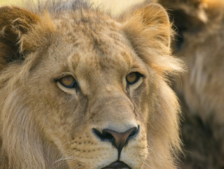 Lion brun