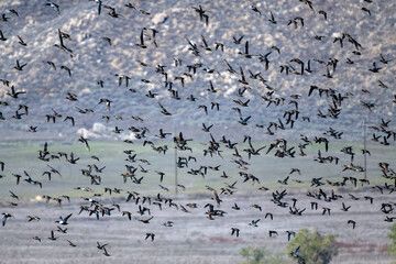 Ducks of many species in the 1000s flying to a pond in Southern California in Fall